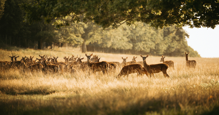 A herd of deer walking through the grounds of Raby Castle 